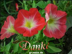 grusskarte-Traumschiff-Danke_006