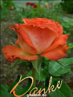 grusskarte-Traumschiff-Danke_008