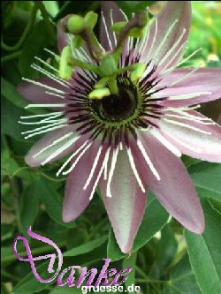 grusskarte-Traumschiff-Danke_009