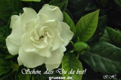 grusskarte-Traumschiff-Freundschaft_004