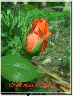 grusskarte-Traumschiff-Freundschaft_005