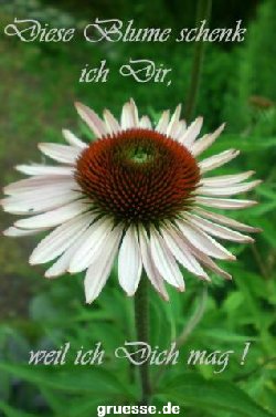 grusskarte-Traumschiff-Freundschaft_007