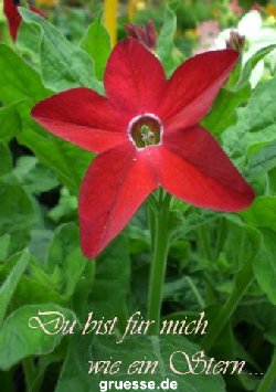 grusskarte-Traumschiff-Freundschaft_008