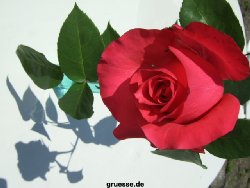 grusskarte-Traumschiff-Freundschaft_015