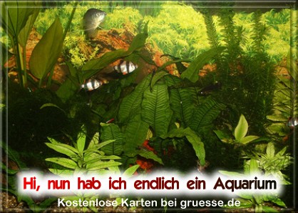 grusskarte-diverses-aquarianer-q_002