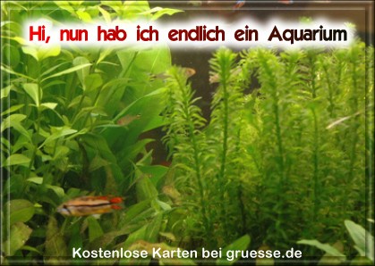 grusskarte-diverses-aquarianer-q_004