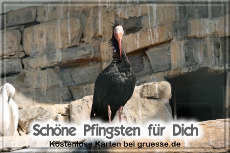 grusskarte-festtage-pfingsten-fotos-q_029