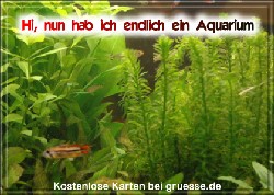 grusskarte-diverses-aquarianer-q_004