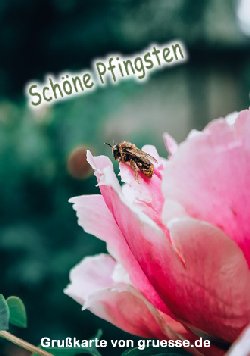 grusskarte-festtage-pfingsten-standard_004