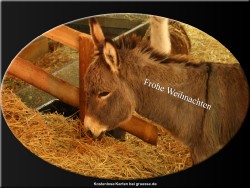 grusskarte-festtage-weihnachten-fotos-q_011