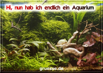 grusskarte-diverses-aquarianer-q_001