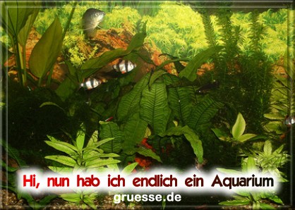 grusskarte-diverses-aquarianer-q_002