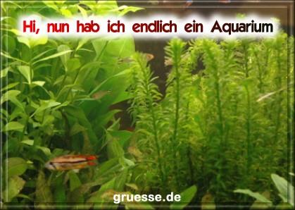 grusskarte-diverses-aquarianer-q_004