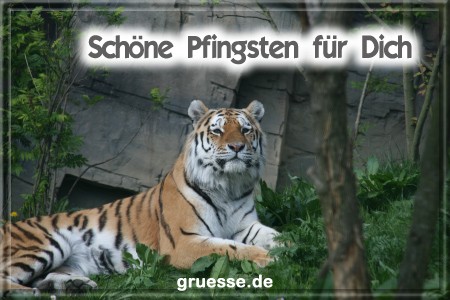 grusskarte-festtage-pfingsten-fotos-q_033