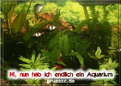 grusskarte-diverses-aquarianer-q_002
