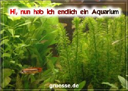 grusskarte-diverses-aquarianer-q_004